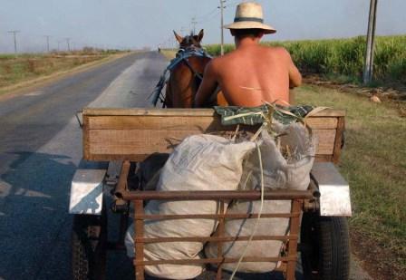 Cuban farmers carry on as they have for decades.  Photo: Bill Hackwell