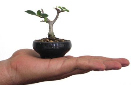 Nancy Gutierrez laurel bonsai