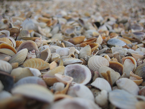 Shells by the beach of Isla de la Juventud, Cuba, photo:Sami Keinänen's 