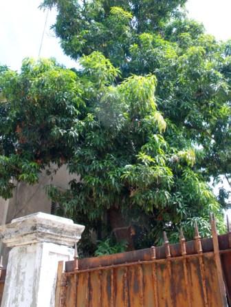 Mango Tree in Havana - Photo: Caridad