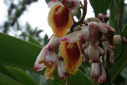Orchid from the Soroa Orchid Garden in Pinar del Rio, Cuba, photo: txipiflick