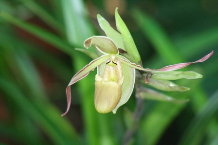Orchid from the Soroa Orchid Garden in Pinar del Rio, Cuba, photo: Barrie Cornelius