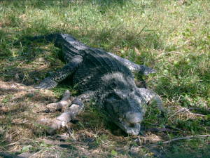 Cuban crocodile. Photo: commons.wikipedia.org