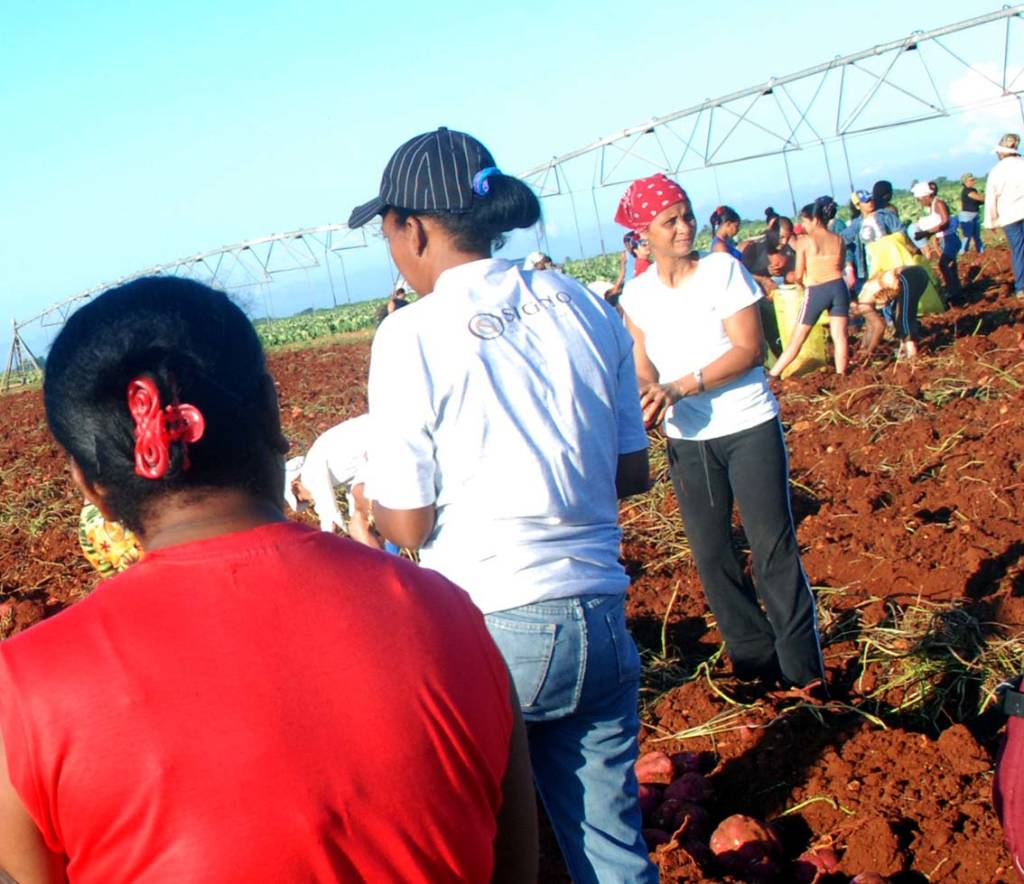 "Voluntary" field work.  Photo: Caridad