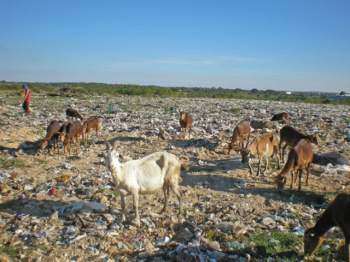  The animals that pasture there are potential spreaders of illnesses and toxic substances. 