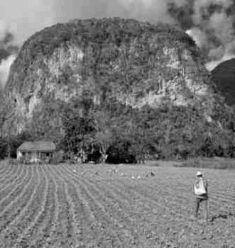 Pinar del Rio farmer.  Photo: Michael Roy