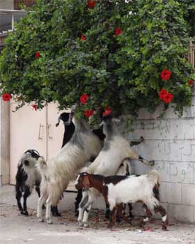 Goats eating flowers.  Photo: Julie Webb-Pullman
