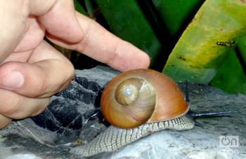 For years, several scientific institutions have used the snail as a laboratory animal.