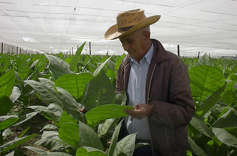 Farmer Alejandro Robaina gave Fidel Castro the key to improving tobacco harvests. Unfortunately, agriculture authorities seldom listen to farmers. Photo: Raquel Perez Diaz.