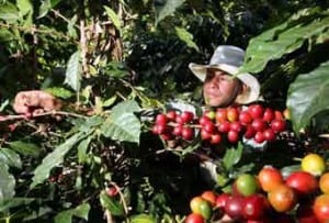 Coffee grower in eastern Cuban province.
