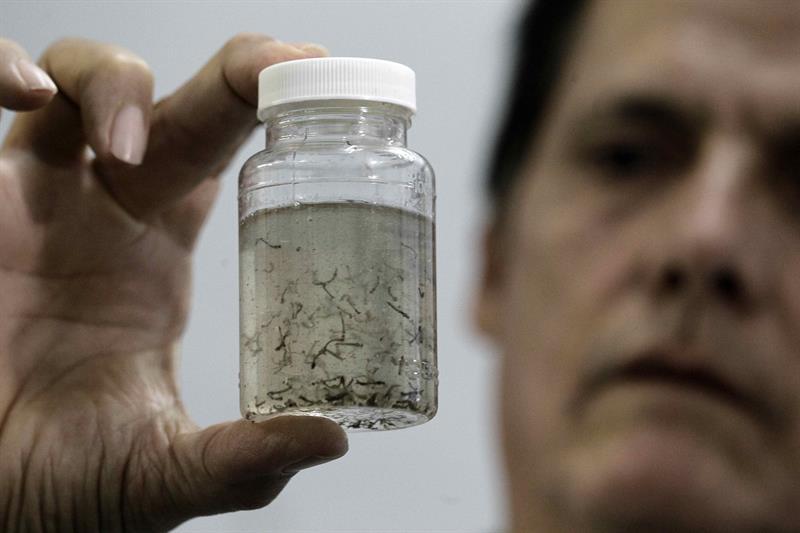 Dr. William Araya of the Costa Rican Ministry of Health displays a jar containing larva from the Aedes Aegypti mosquito, which transmits the Zika virus. EFE 