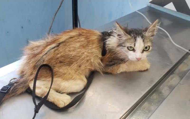 FB_IMG_1768615323501