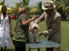 019 A Cuban Dog Show
