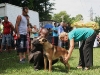 023 A Malinois (Belgian Shepherd): winner of the “puppy award” from among all the breeds.