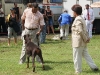 027 A Cuban Dog Show