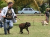 030 A Cuban Dog Show