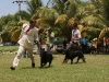 031 A Cuban Dog Show