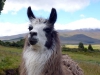 19- This llama didn\'ts cease to look at me.