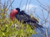 28- Looking good on the Isla de la Plata