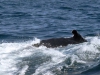 29- On the boat from Puerto 29- Lopez to the Isla de la plata. Several whales accompanied us.