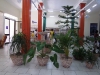 3-Venta de plantas ornamentales