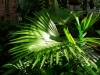 23-palma-livinsgtonia