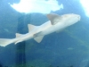 27-tiburon-blanco