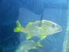 28-pez-del-tiburonario