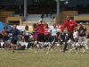 Other breeds present at the competition