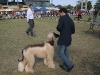 Other breeds present at the competition  