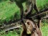 Monkeys at the Caracas Zoo.