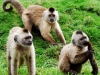 Monkeys at the Caracas Zoo.