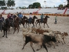 Havana Livestock Fair 2010