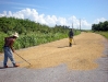 03-Campesinos drying their rice crop.