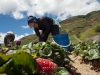 agricultores de trujillo, venezuela