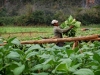 Tabaco grower in Viñales. Photo by Sayuri Correa