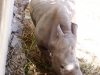22-rinoceronte-blanco
