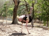 24-avestruz