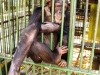 40-chimpance