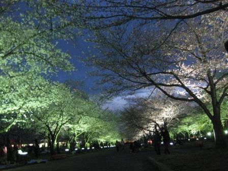 Cherry Blossom Sunset