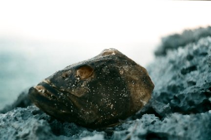 Fish head on the supposedly protected beach.