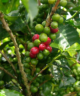 Coffee plant, photo:epha