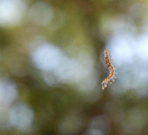 We were struck with wonder by some small worms that hung from the trees.