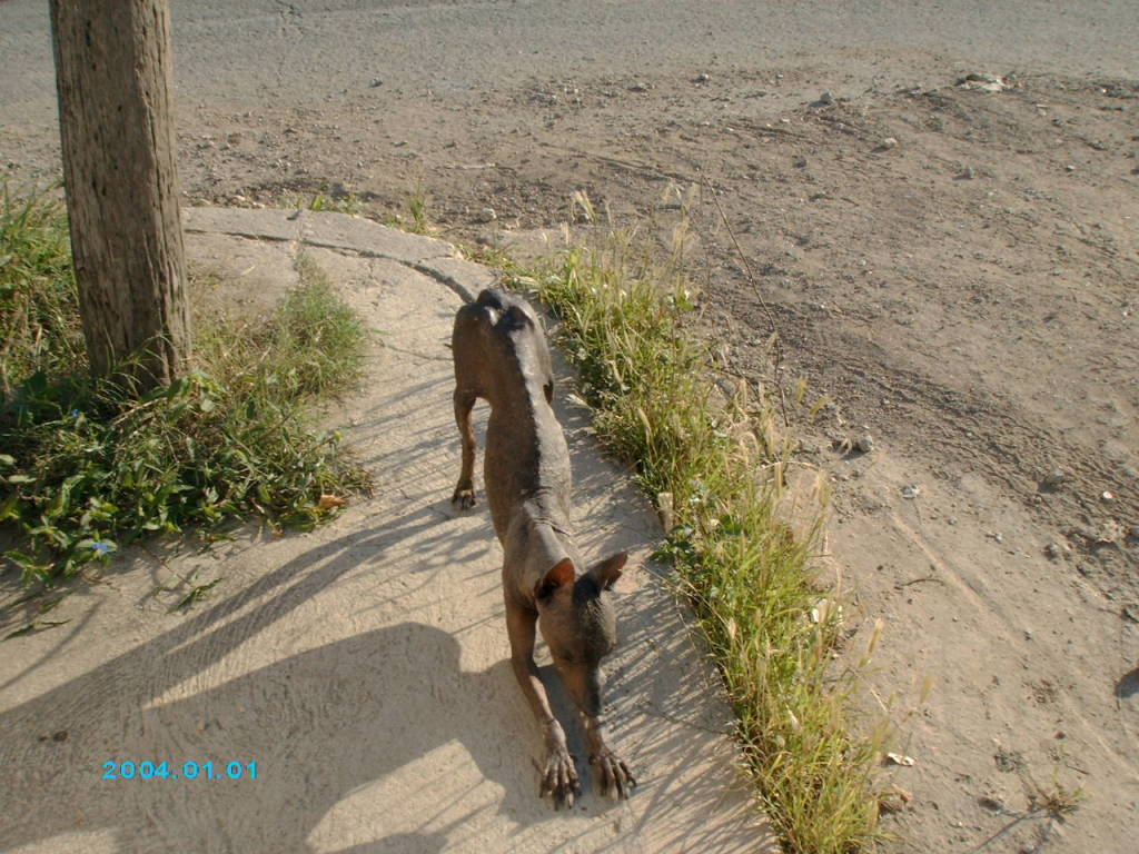 Havana Dog.  Photo: Veronica Fernandez