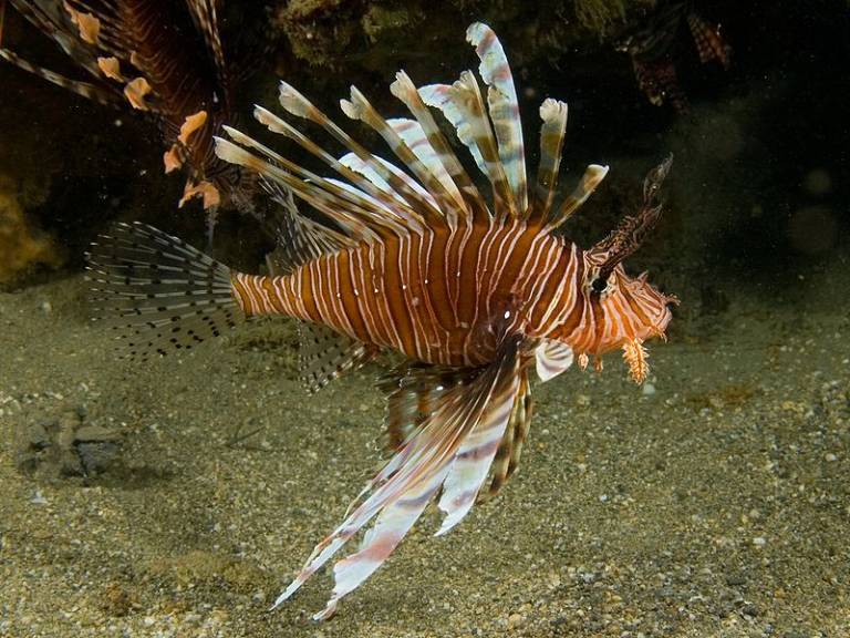 Lionfish from Predator to Prey in Jamaica - Havana Times