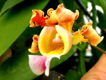 Cultivating orchids in Cuba.