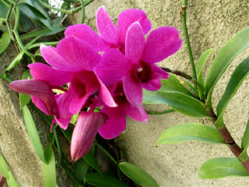 Cultivating orchids in Cuba.