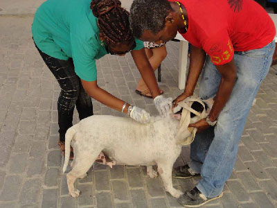 Anti-parasite campaign in Old Havana.