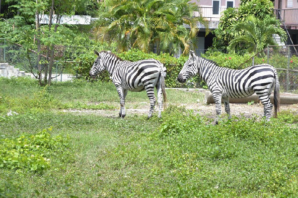 At Havana's 26th Ave. Zoo