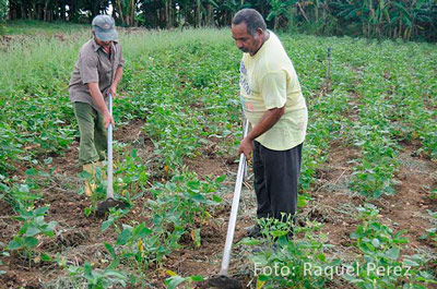 The Cuban State is handing out cultivable lands to farmers free of charge. 